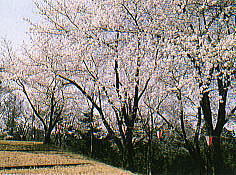 妙高市経塚山公園 妙高市 新潟県 ハッテン場 ゲイ 出会い